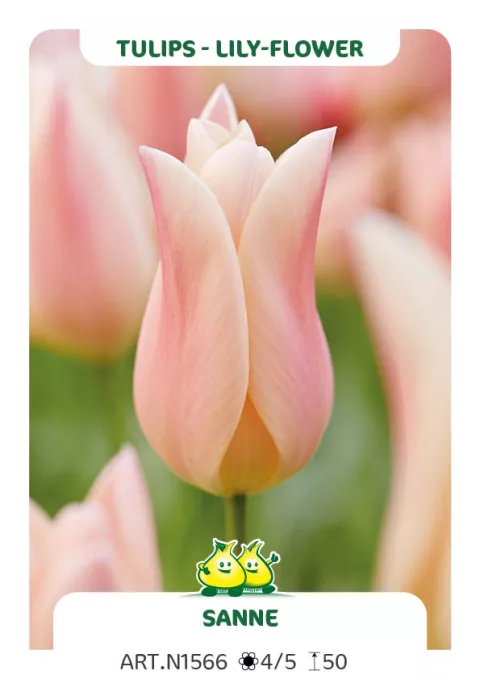 Tulipa liliflorum 'Sanne'