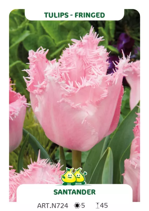 Tulipa franjer 'Santander'