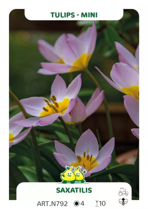 Tulipa mini 'Saxatilis'