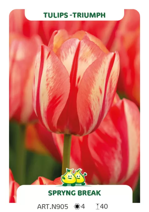 Tulipa Darwin hybr. 'Spryng Break'