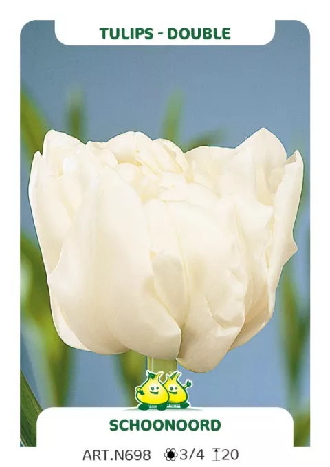 Tulipa dubbel 'Schoonoord'