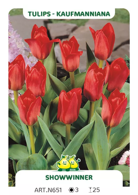 Tulipa kaufmanniana 'Showwinner'