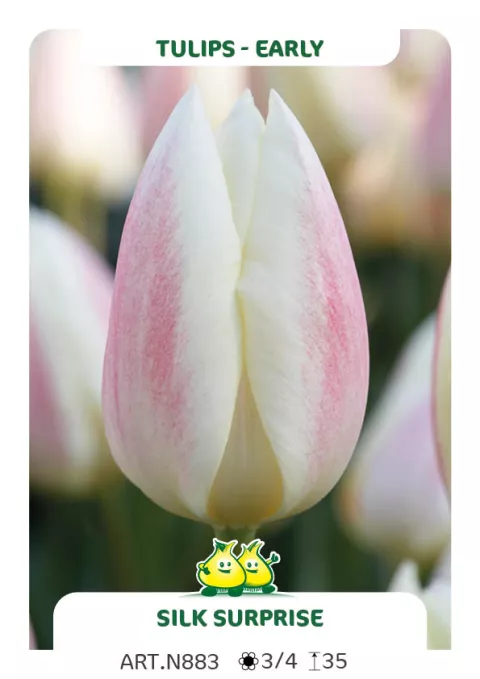 Tulipa (EV) 'Silk Surprice'