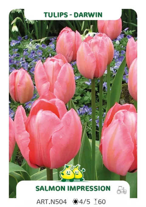 Tulipa Darwin hybr. 'Salmon Impression'