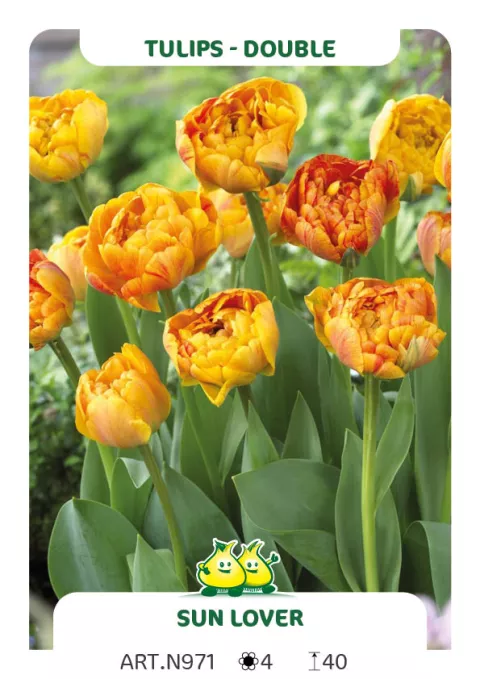 Tulipa dubbel 'Sun Lover'