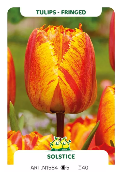 Tulipa franjer 'Solstice'