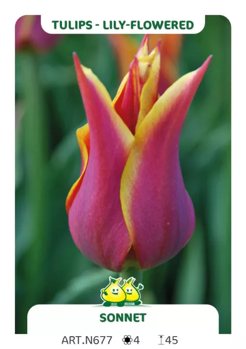 Tulipa liliflorum 'Sonnet'