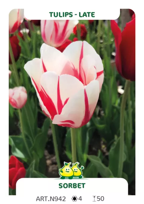 Tulipa (EL) 'Sorbet'