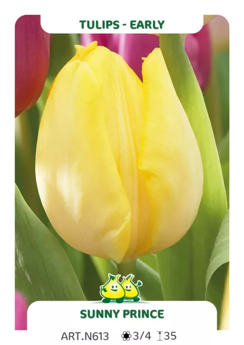 Tulipa (EV) 'Sunny Prince'
