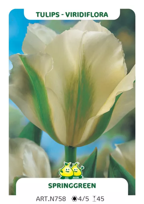 Tulipa viridiflora 'Springgreen'