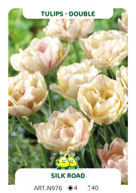 Tulipa dubbel 'Silk Road'