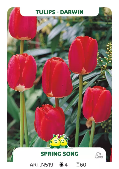 Tulipa Darwin hybr. 'Spring Song'