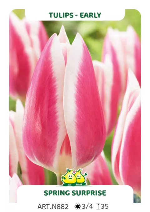 Tulipa (EV) 'Spring Surprice'