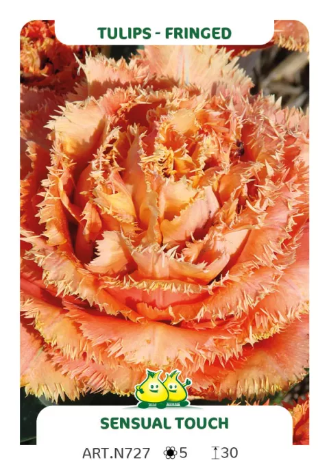 Tulipa franjer 'Sensual Touch'