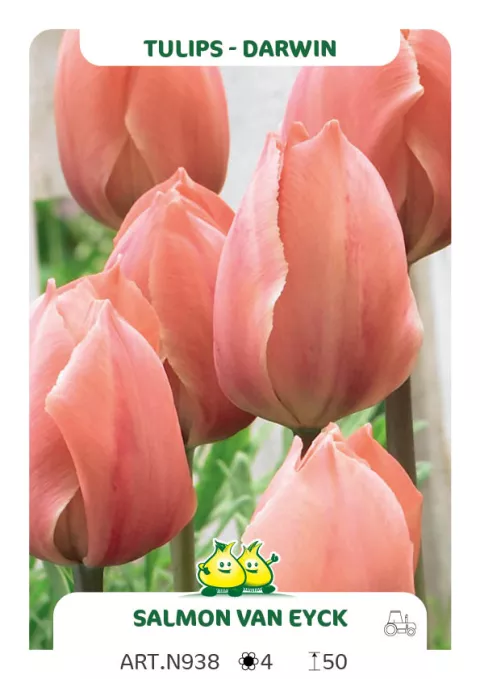 Tulipa Darwin hybr. 'Salmon Van Eijk'