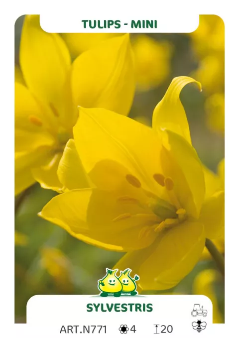 Tulipa mini 'Sylvestris' (bostulp)