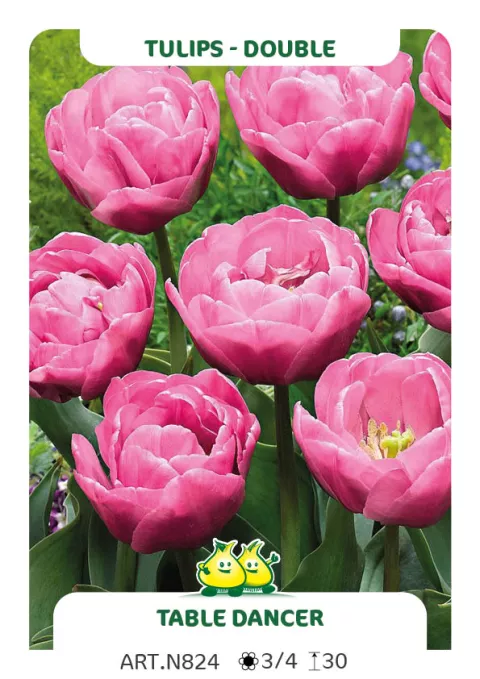 Tulipa dubbel 'Table Dance'