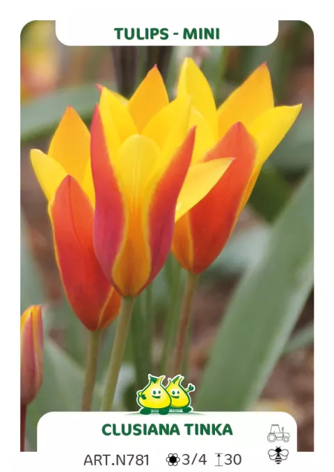 Tulipa mini 'Clausiana Tinka'