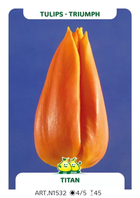 Tulipa triumph 'Titan'