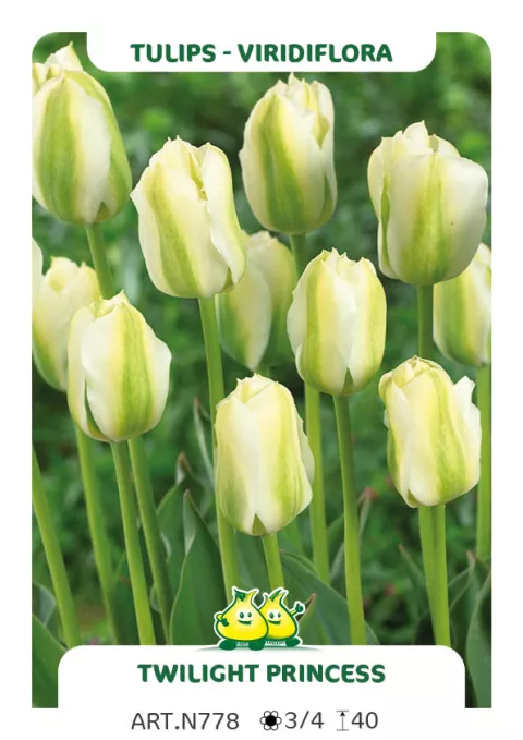 Tulipa viridiflora 'Twighlight Princess'