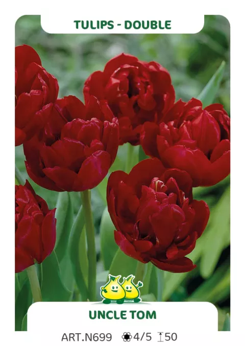 Tulipa dubbel 'Uncle Tom'