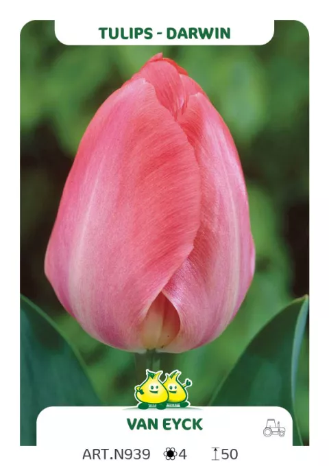 Tulipa Darwin hybr. 'van Eijk'