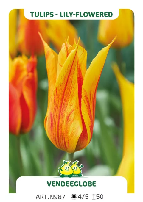 Tulipa liliflorum 'Vendeeglobe'