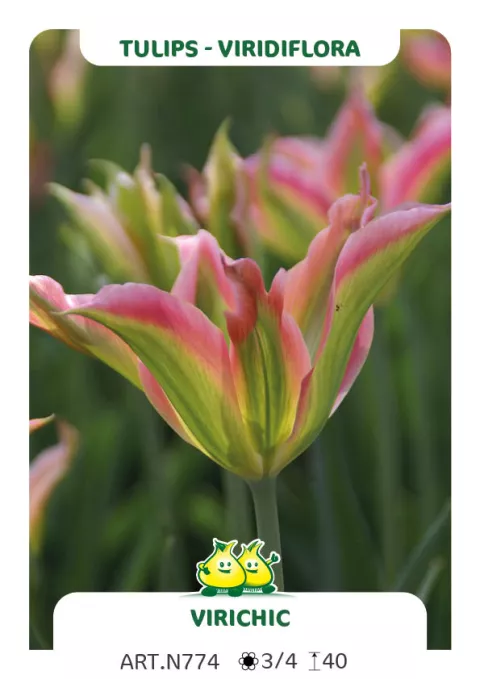 Tulipa viridiflora 'Virichic'