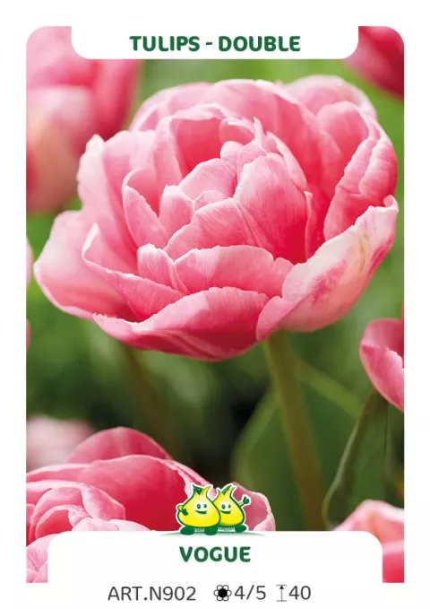 Tulipa dubbel 'Vogue'