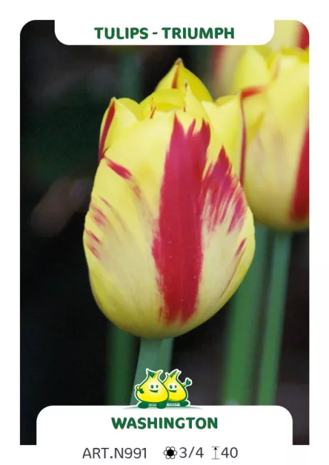 Tulipa triumph 'Washington'