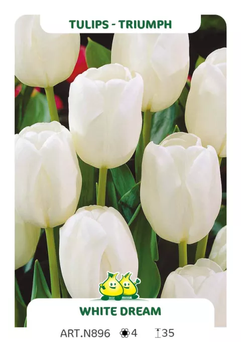 Tulipa triumph 'White Dream'