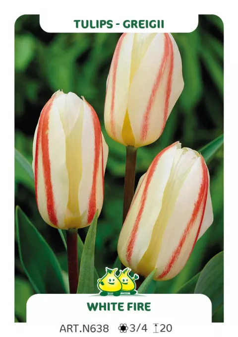 Tulipa greigii 'White Fire'