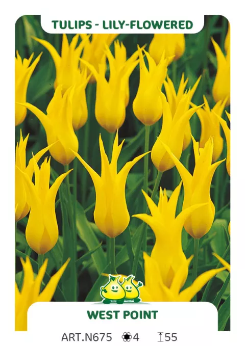 Tulipa liliflorum 'West Point'