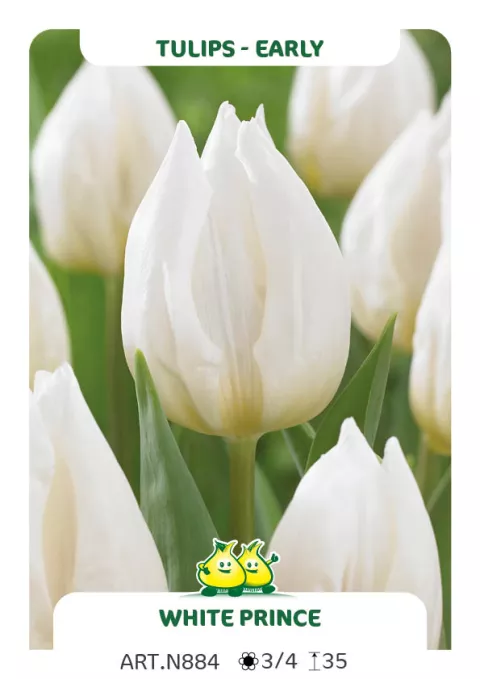 Tulipa (EV) 'White Prince'