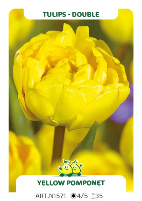 Tulipa dubbel 'Yellow Pomponette'