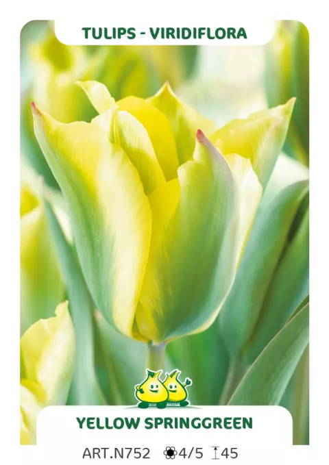 Tulipa viridiflora 'Yellow Springgreen'