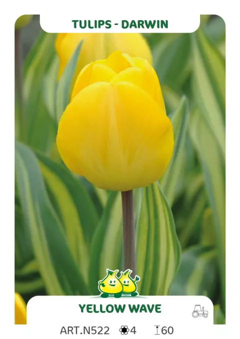 Tulipa Darwin hybr. 'Yellow Wave'