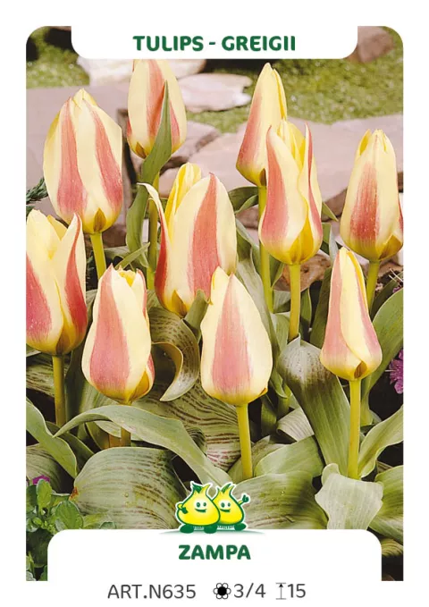 Tulipa greigii 'Zampa'