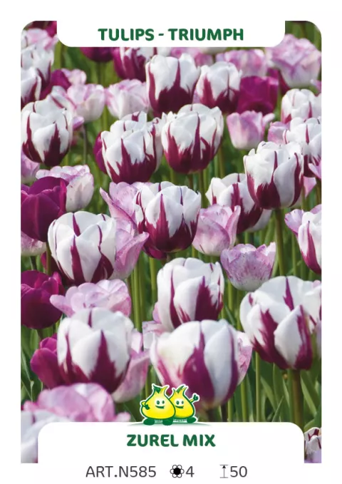 Tulipa triumph 'Zurel Mix'