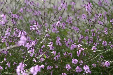 Verbena officinalis 'Bampton'
