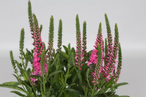 Veronica spic. 'Bubblegum Candles'