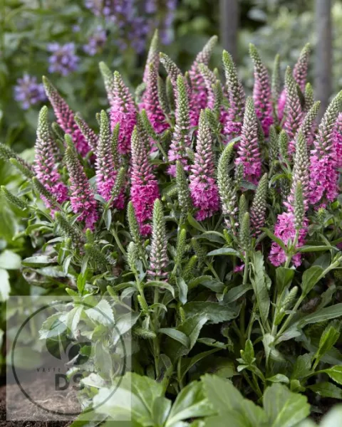 Veronica spic. 'Bubblegum Candles'