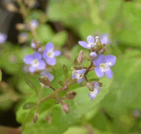 Veronica beccabunga