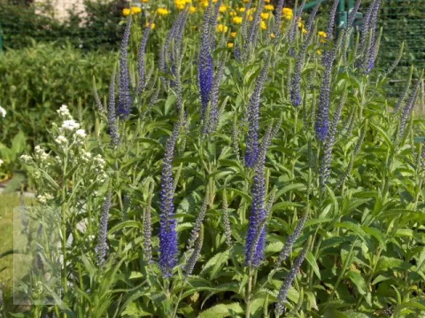 Veronica longif. 'Blauriesin'