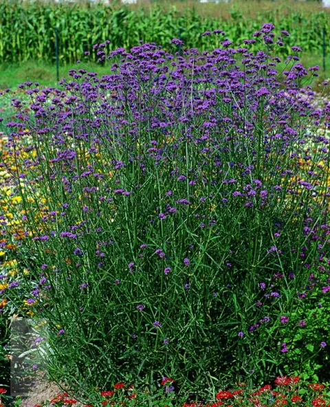 Verbena bonariensis