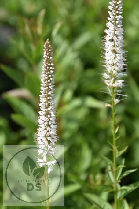 Veronicastrum virg. 'Diana'