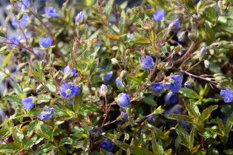 Veronica umbrosa 'Georgia Blue'