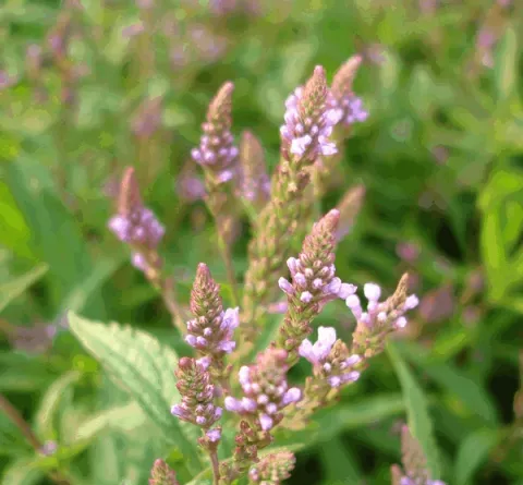 Verbena hastata