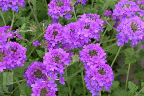 Verbena can. 'Homestead Purple'