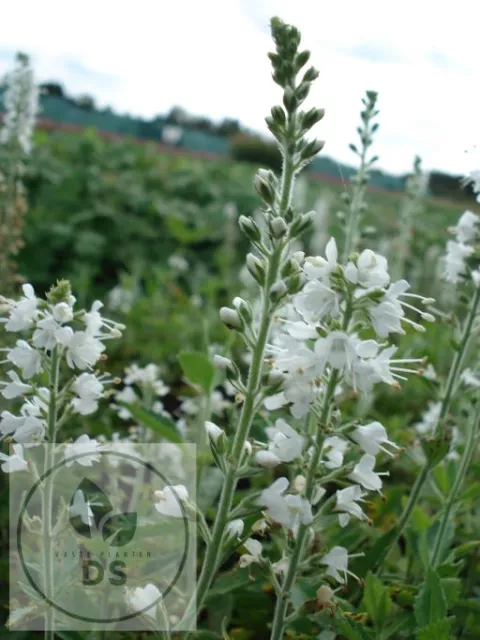 Veronica spic. 'Icicle'